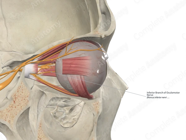 Inferior Branch of Oculomotor Nerve