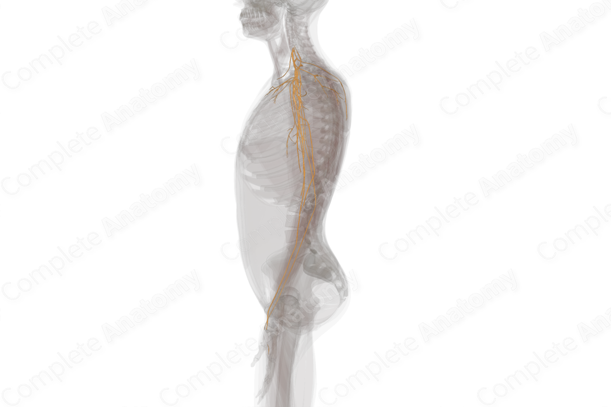 Medial Root of Median Nerve (Right)