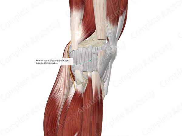 Anterolateral Ligament of Knee