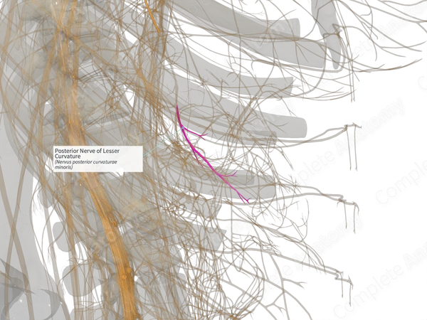 Posterior Nerve of Lesser Curvature