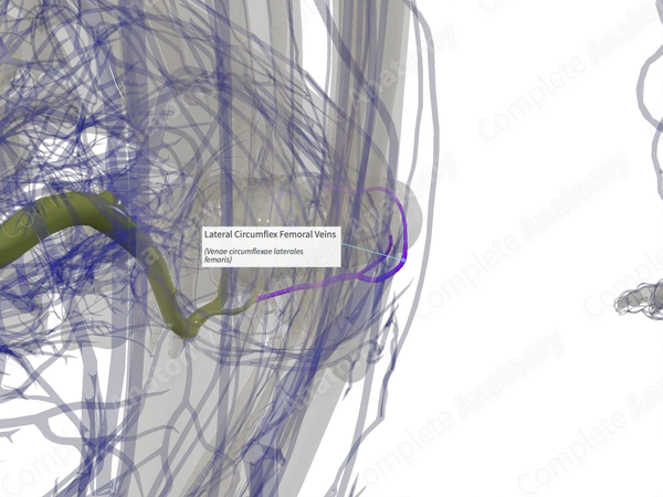 Lateral Circumflex Femoral Veins (Right)