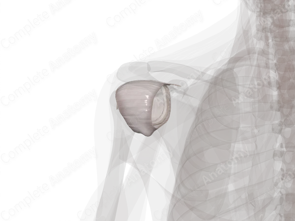 Glenohumeral Joint (Left)