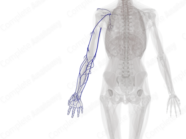 Superficial Veins of Upper Limb (Left)