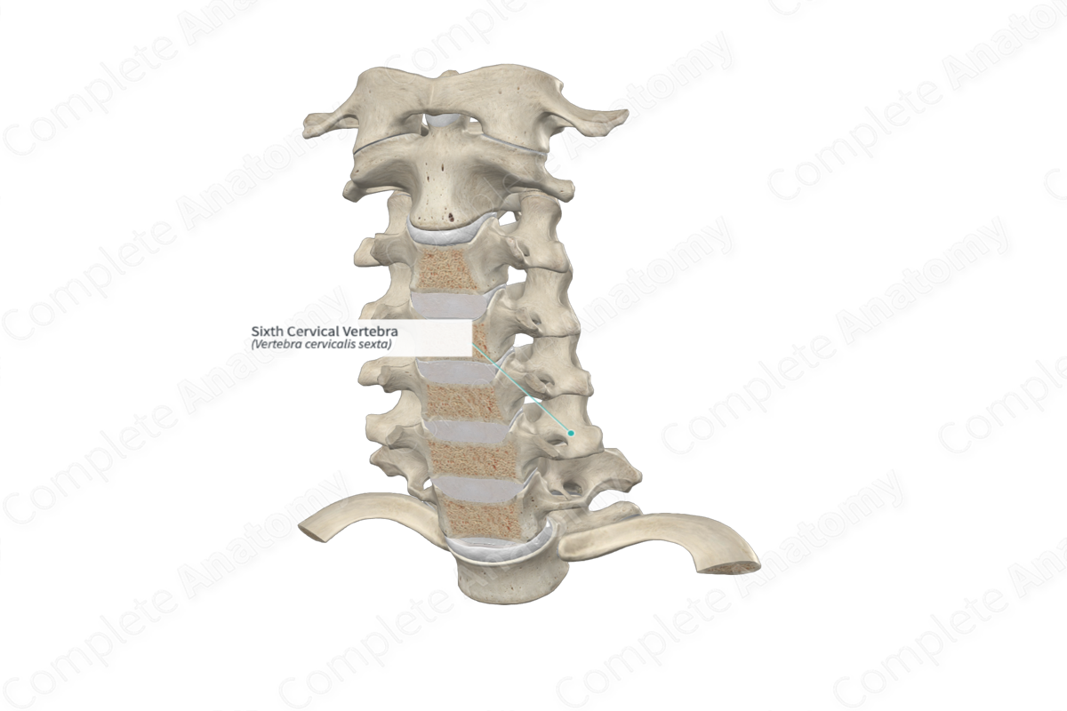 Sixth Cervical Vertebra Complete Anatomy 1891