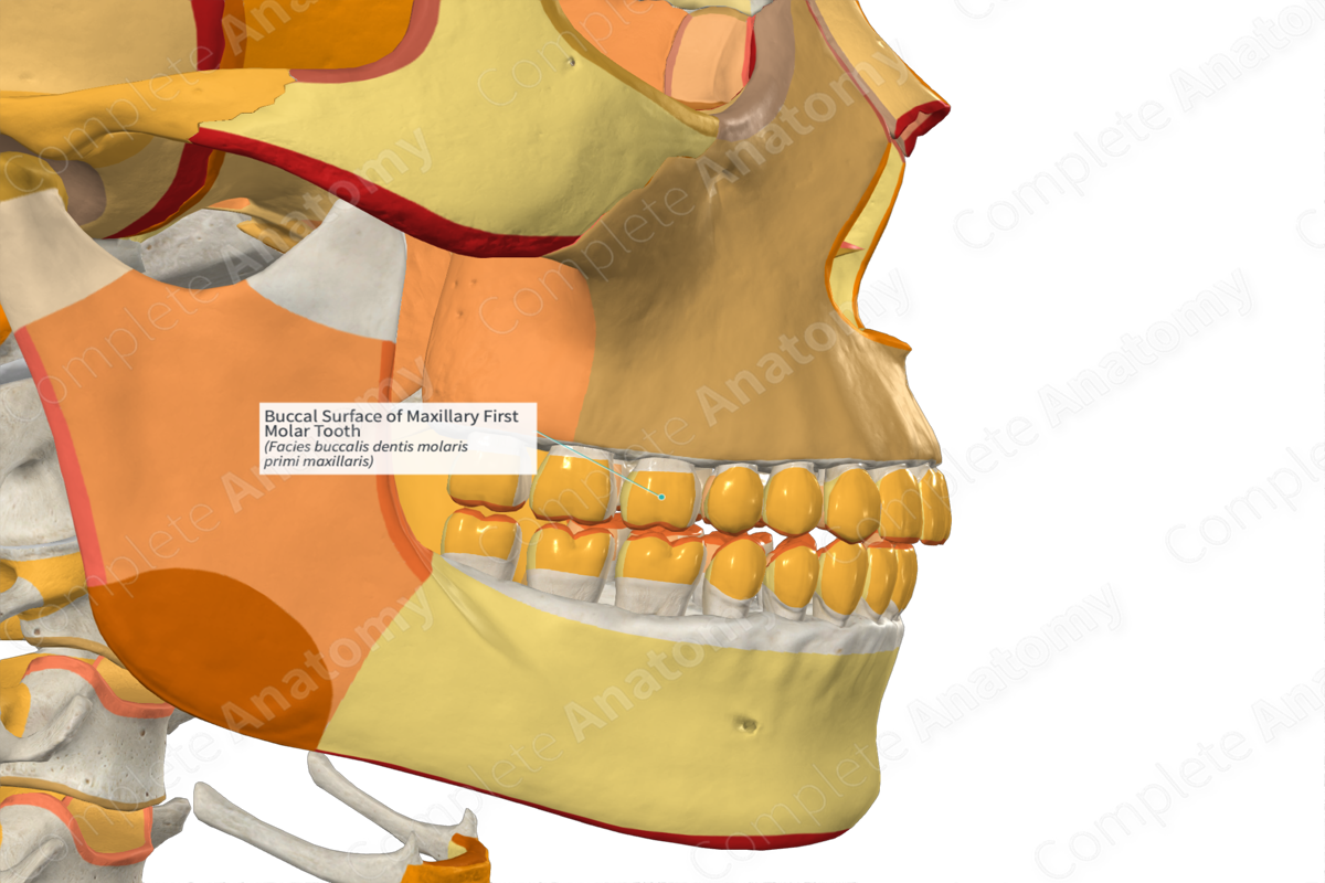 Buccal Surface Of Maxillary First Molar Tooth Complete Anatomy