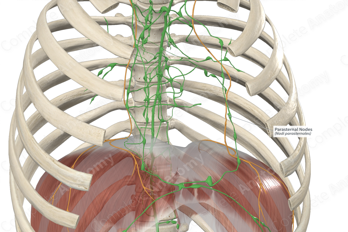 Parasternal Nodes Complete Anatomy Parasternal Nodes Complete Anatomy