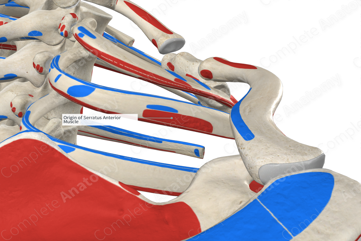 Origin of Serratus Anterior Muscle