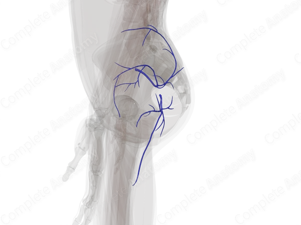Veins of Gluteal Region (Left)