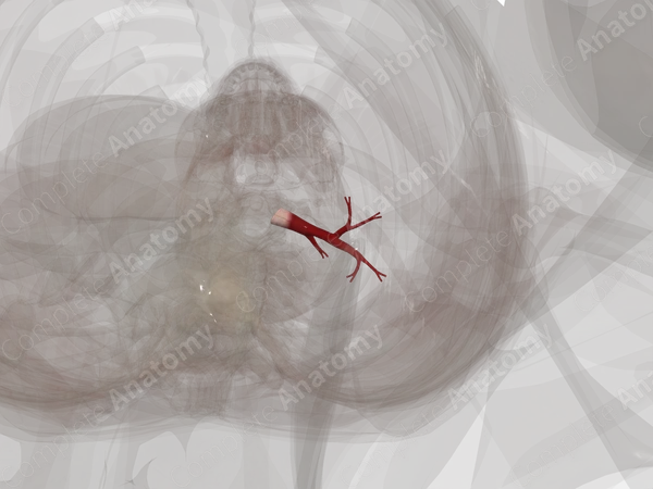 Pulmonary Veins of Inferior Lobe of Left Lung