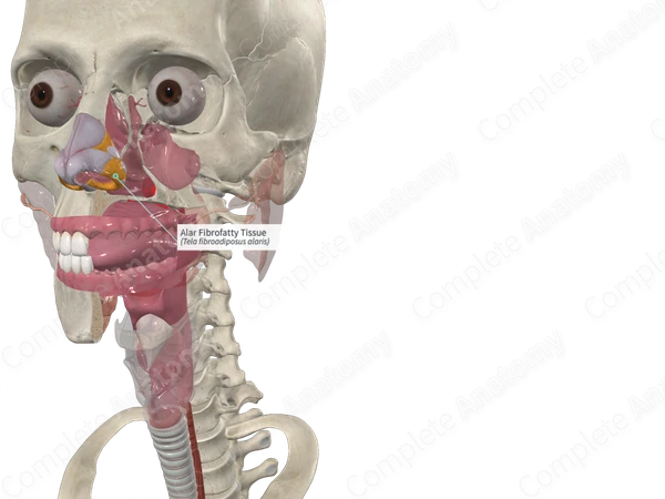 Alar Fibrofatty Tissue 