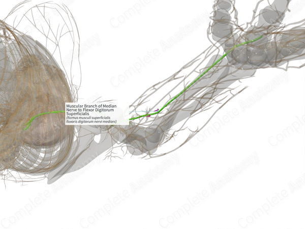 Muscular Branch of Median Nerve to Flexor Digitorum Superficialis (Right)