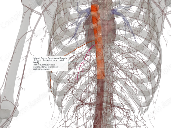 Lateral Dorsal Cutaneous Branch of Eighth Posterior Intercostal Artery (Right)