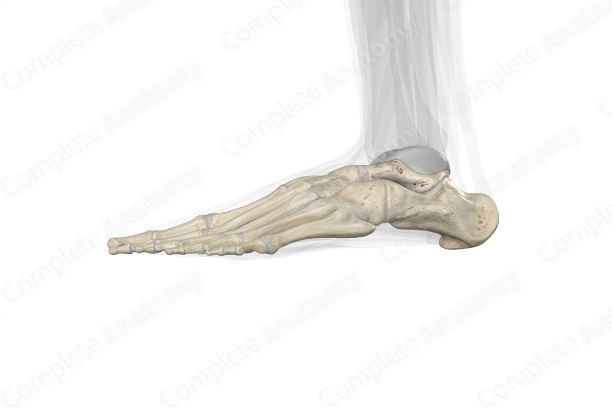 Bones of Foot (Left)