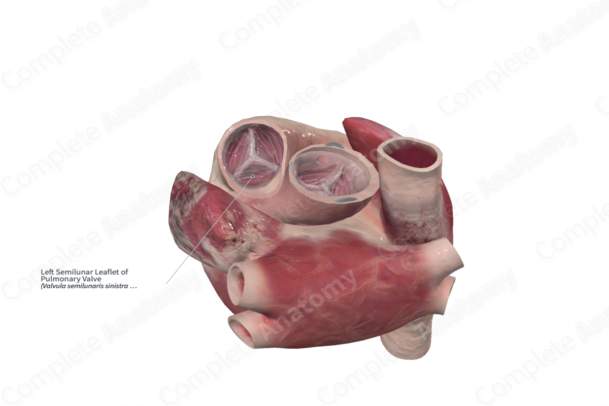 Left Semilunar Leaflet of Pulmonary Valve