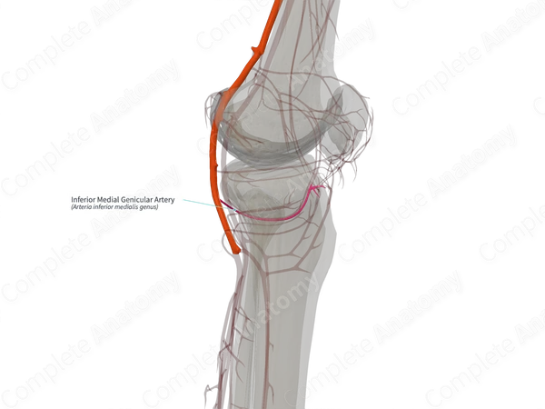 Inferior Medial Genicular Artery (Left)