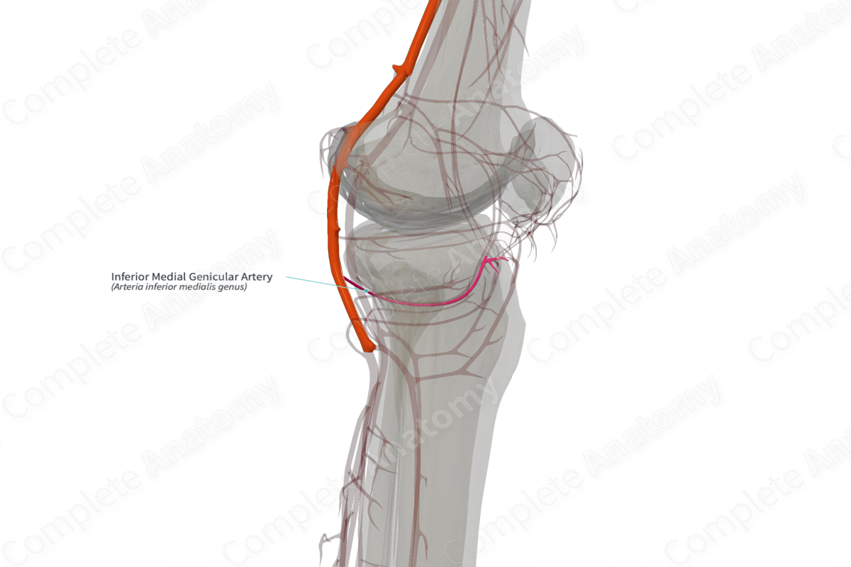 Inferior Medial Genicular Artery (Left)