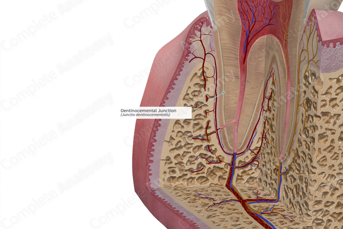 Dentinocemental Junction