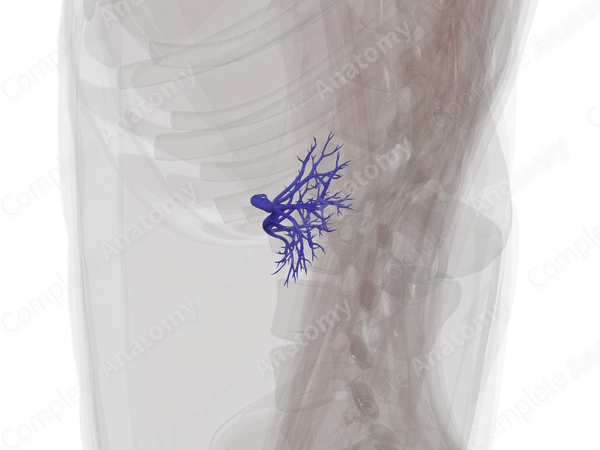 Veins of Kidney