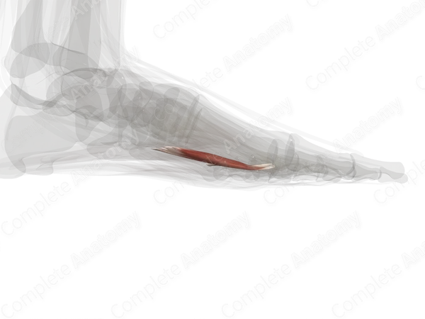 Adductor Hallucis (Left)