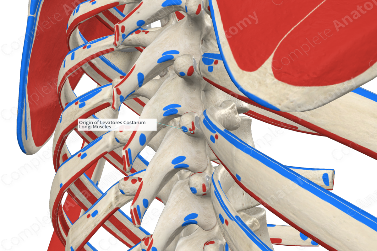 Origin Of Levatores Costarum Longi Muscles Complete Anatomy 9106