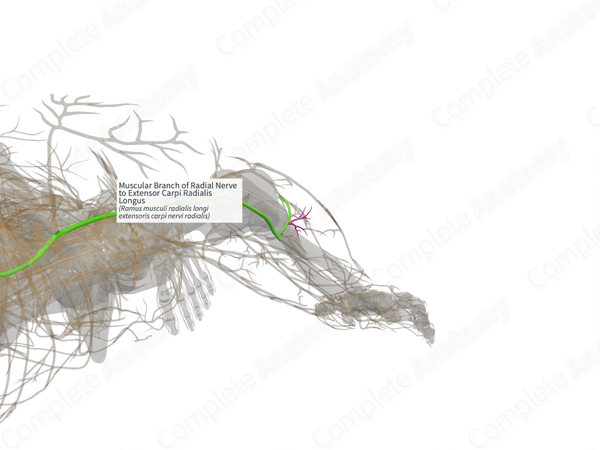 Muscular Branch of Radial Nerve to Extensor Carpi Radialis Longus (Right)