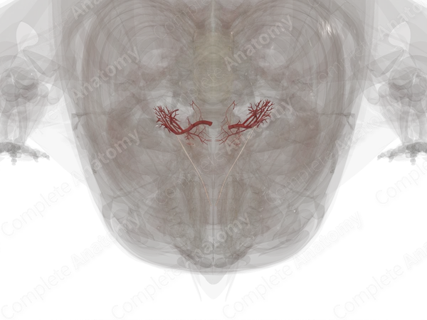 Arteries of Urinary System