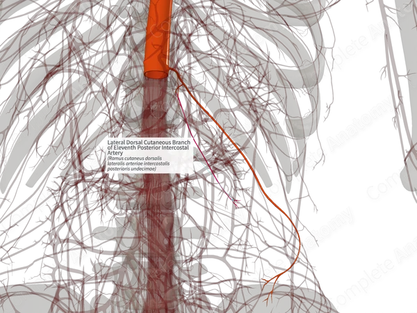 Lateral Dorsal Cutaneous Branch of Eleventh Posterior Intercostal Artery (Right)