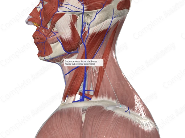 Subcutaneous Acromial Bursa