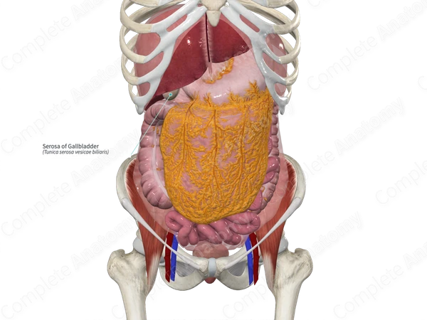 Serosa of Gallbladder