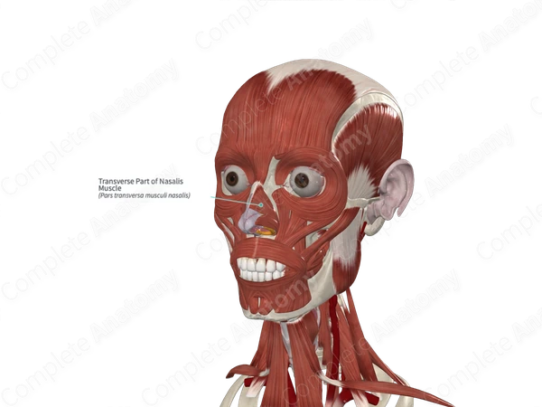 Transverse Part of Nasalis Muscle 