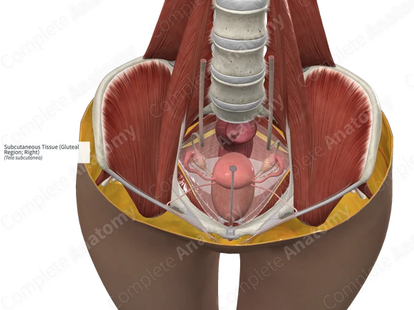 Subcutaneous Tissue (Gluteal Region; Right)
