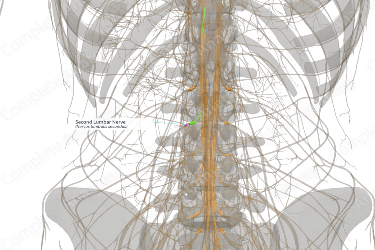 Second Lumbar Nerve (Left)