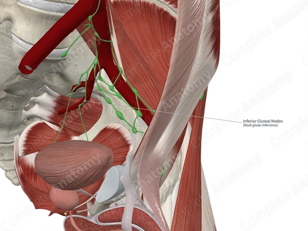 Inferior Gluteal Nodes
