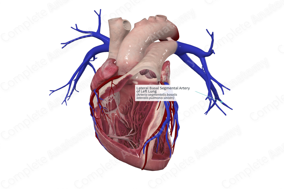 Lateral Basal Segmental Artery of Left Lung