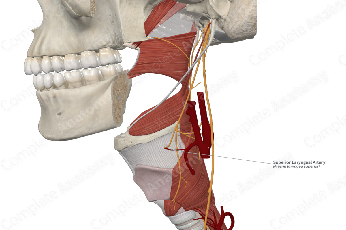 Superior Laryngeal Artery 