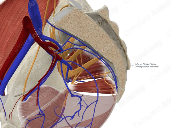Inferior Gluteal Veins 