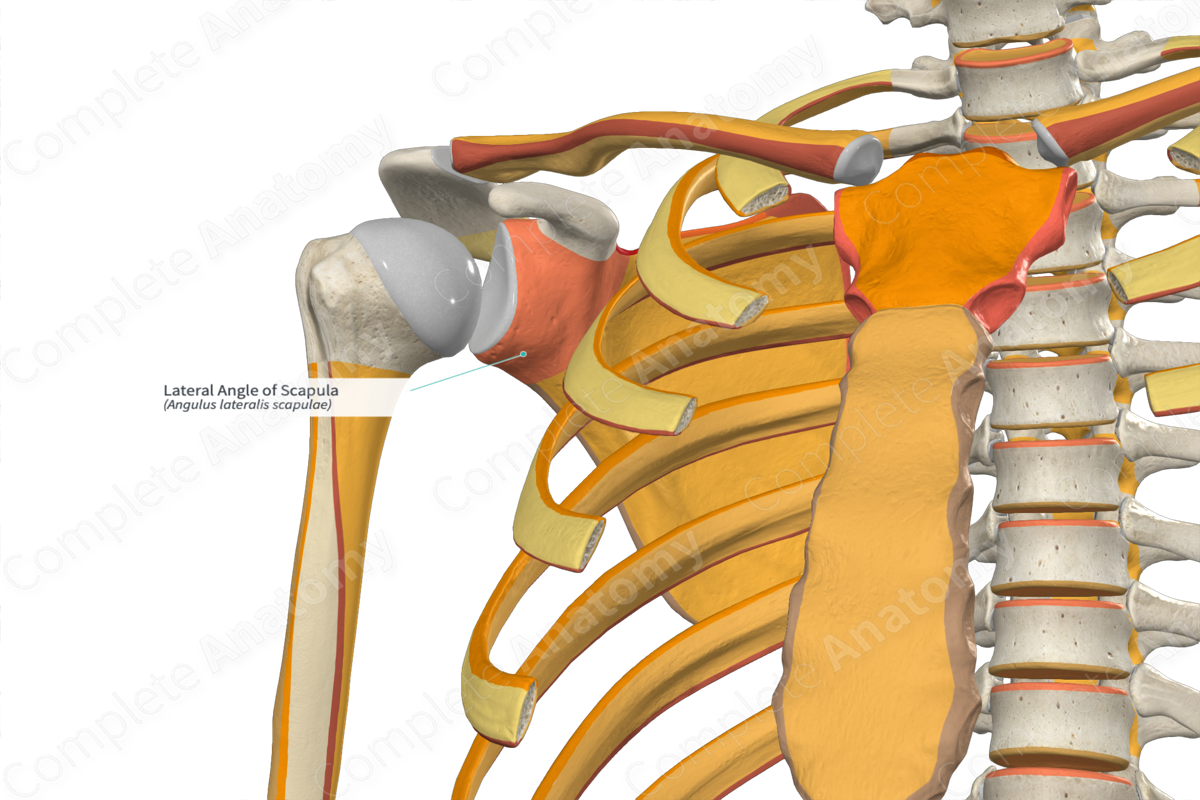 Lateral Angle of Scapula | Complete Anatomy