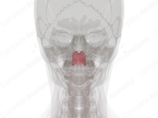 Nasopharynx