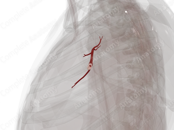 Pulmonary Veins of Superior and Middle Lobes of Right Lung
