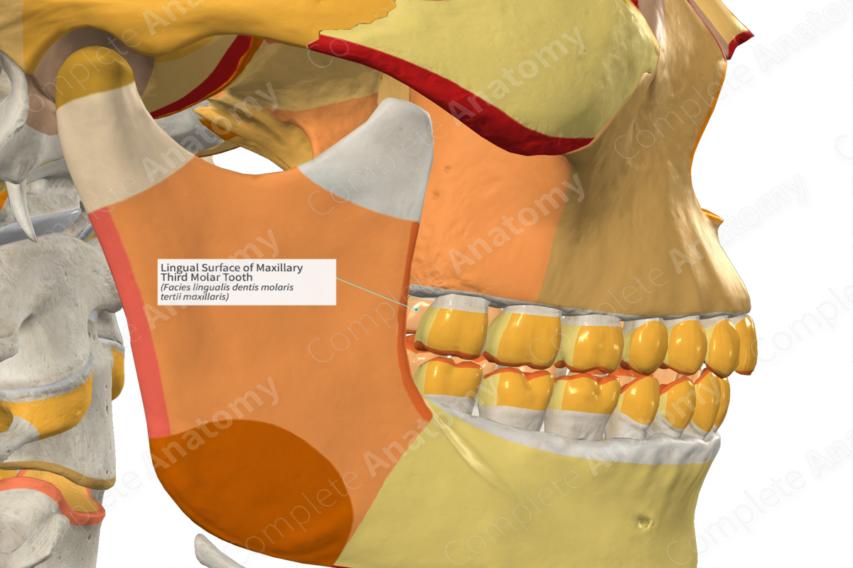 Lingual Surface of Maxillary Third Molar Tooth