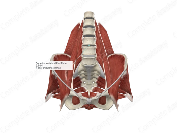 Superior Vertebral End Plate (L3-L4)