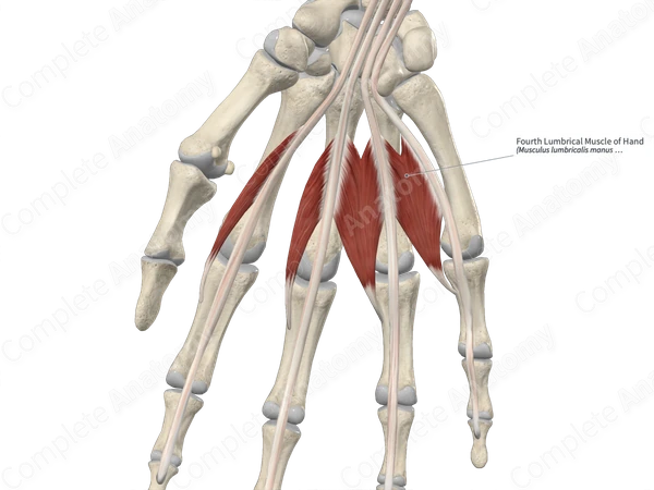 Fourth Lumbrical Muscle of Hand 
