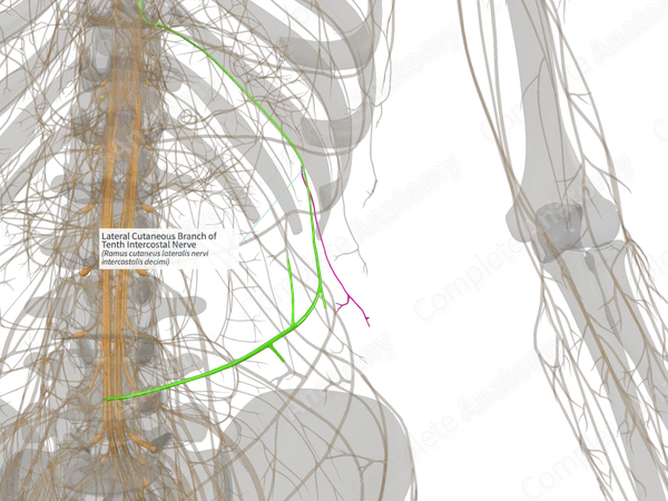 Lateral Cutaneous Branch of Tenth Intercostal Nerve (Right)