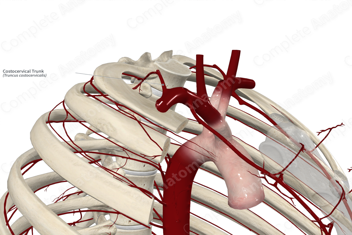 Costocervical Trunk 