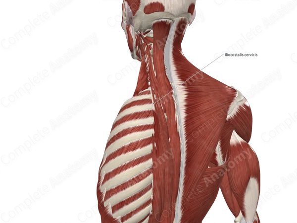 Iliocostalis Colli Muscle