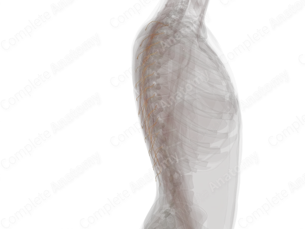 Posterior Rami of Thoracic Spinal Nerves (Left)