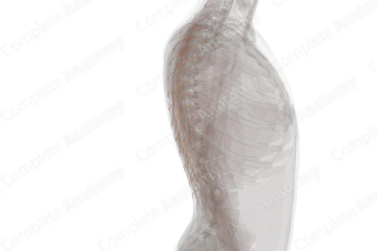Posterior Rami of Thoracic Spinal Nerves (Left)
