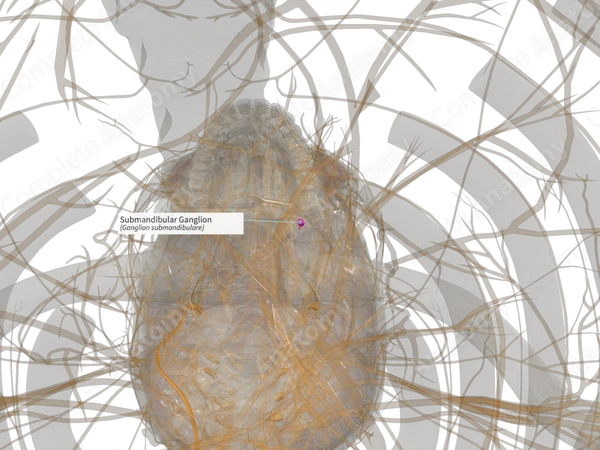 Submandibular Ganglion (Left)