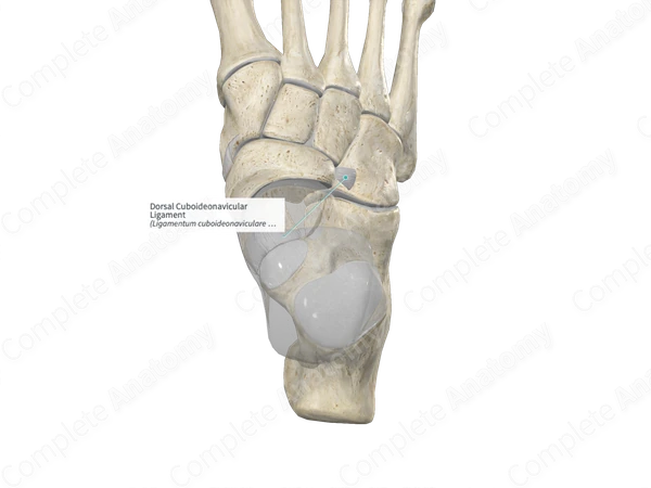 Dorsal Cuboideonavicular Ligament