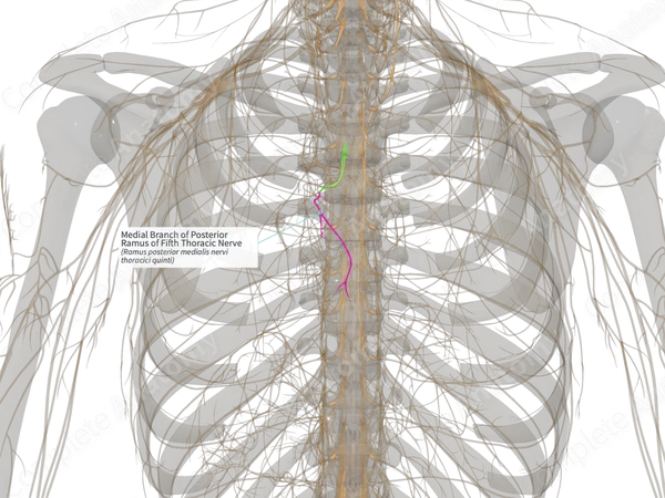 Medial Branch of Posterior Ramus of Fifth Thoracic Nerve (Right)